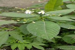 Impatiens brachycentra